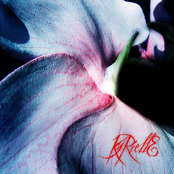 Where Dreams Are Torn