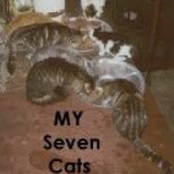 my seven cats