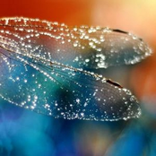 Rebirth of the Quantum Dragonfly