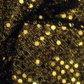 Sketches for Limbs & Digits