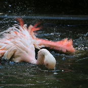 Rezension of Renaissance