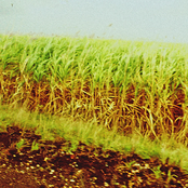 Canaviais