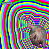 pigs on drugs