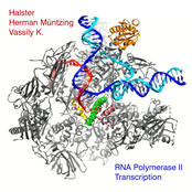 RNA Polymerase II Transcription