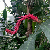 The Girl, Leopard and Trees