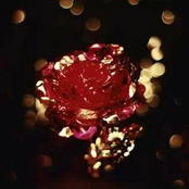 Roses - Single