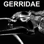 Gerridae