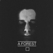 A Listener by A Forest