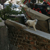 checkered buggy track