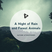 A Night of Rain and Forest Animals