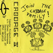 Cabbage 4