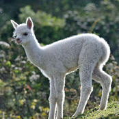 alpaca 01