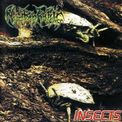Insects