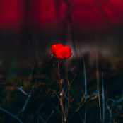 The Dark Tower I: The Gunslinger