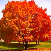 The Orange Tree - Demo