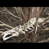 A Skin to bury secrets in