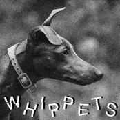 Whippets: Whippets