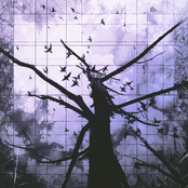 Перья птиц пронзают провода