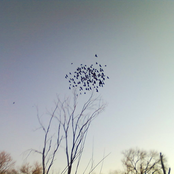 Roses, Clouds, and other Pretty Things