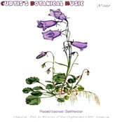 Peach​-​Leaved Bellflower