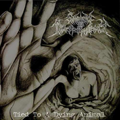 Tied To A Dying Animal