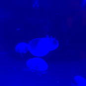 ・✧(๑ඕัළ*.。 * ̈°。