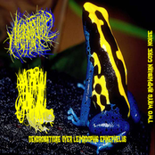 Neobatrachia & Hyalinobatrachium colymbiphyllum -  Dendrobatidae Over Leimadophis Epinephelus Split