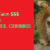 Squirrel Chunks