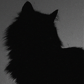 A Tribute to My Cat
