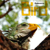 Bird album