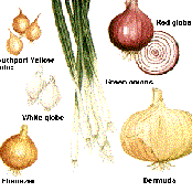 Cozmik Onion Field