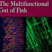 the multifunctional gut of fish