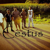 Cestus