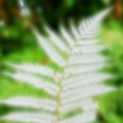 Fern