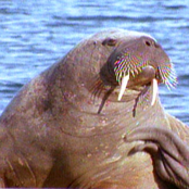 Return of the Walrus