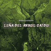 Leña del Árbol Caído