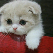 What Was I Made for? (Meow Cover) - Single