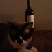 The Slowly Self-Coalescing Album Of Vagrant Solo Folkgoth Demos