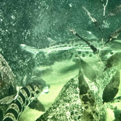 Triakis Semifasciata