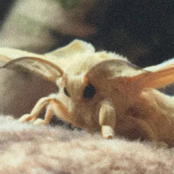 Have a Happy Hearthswarming, Y'all!