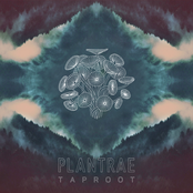 Taproot EP