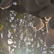 "lyserian little one screams their heart out until breathing becomes merely a suggestion"