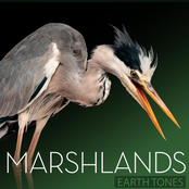 Earth Tones: Marshlands
