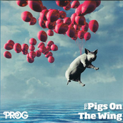 Prog 43 - P21: Pigs On The Wing