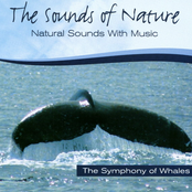 Symphony Of Whales