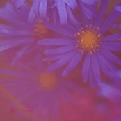 Purple - Single