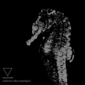 seahorse (abyssopelagic)