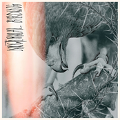 Author and Punisher: Nocturnal Birding