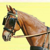 Blue-Penciled-Cycloptic Blood Pressured-Biopsies / Pillsburied (Complete)