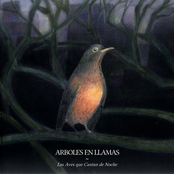 Las Aves Que Cantan De Noche